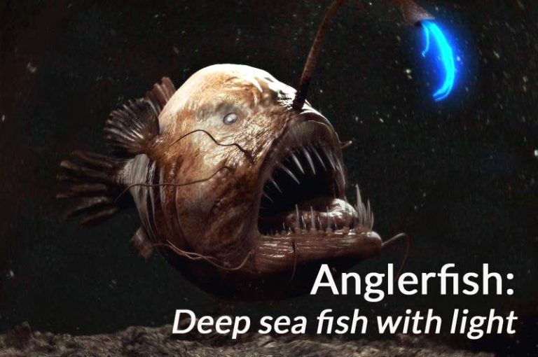 Deep Sea Angler Fish with Light Anglerfish Size and