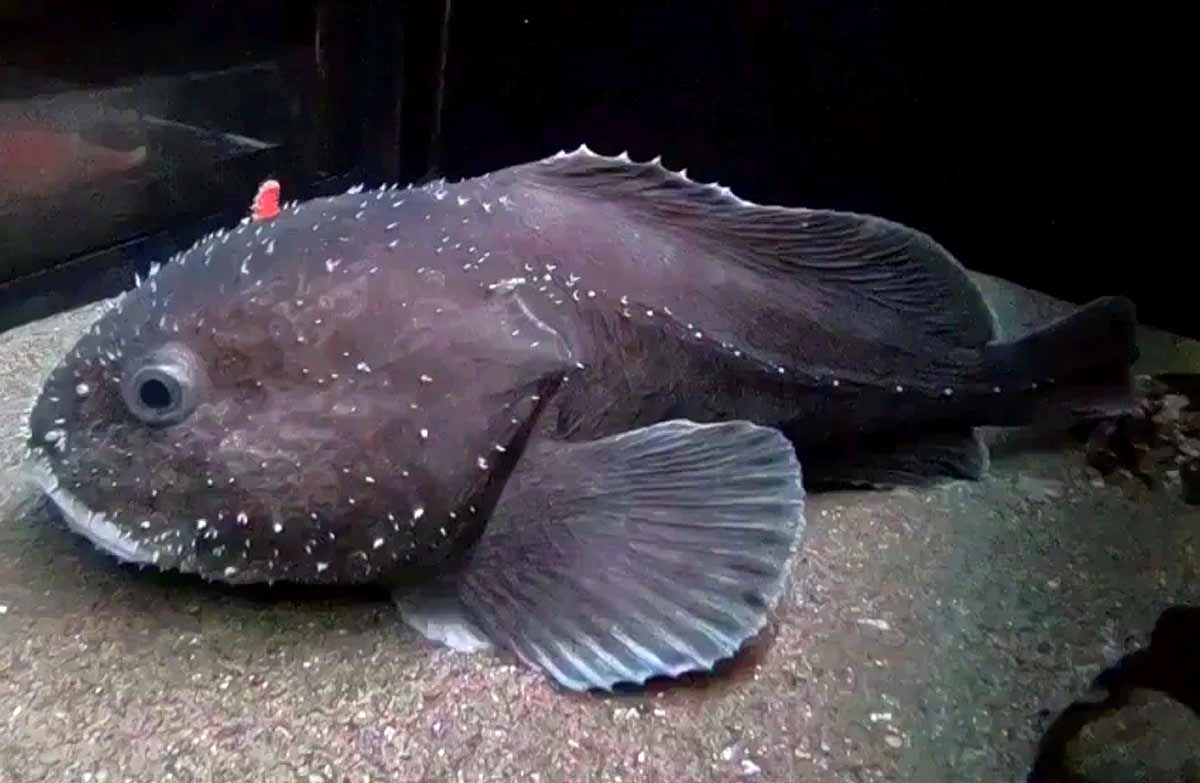 Where Do Blobfish Live Fun Facts On How Long They Live SeaFish