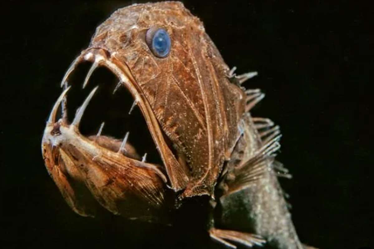 20 Fangtooth Fish Facts: How Does Fangtooth Fish Survive? - SeaFish