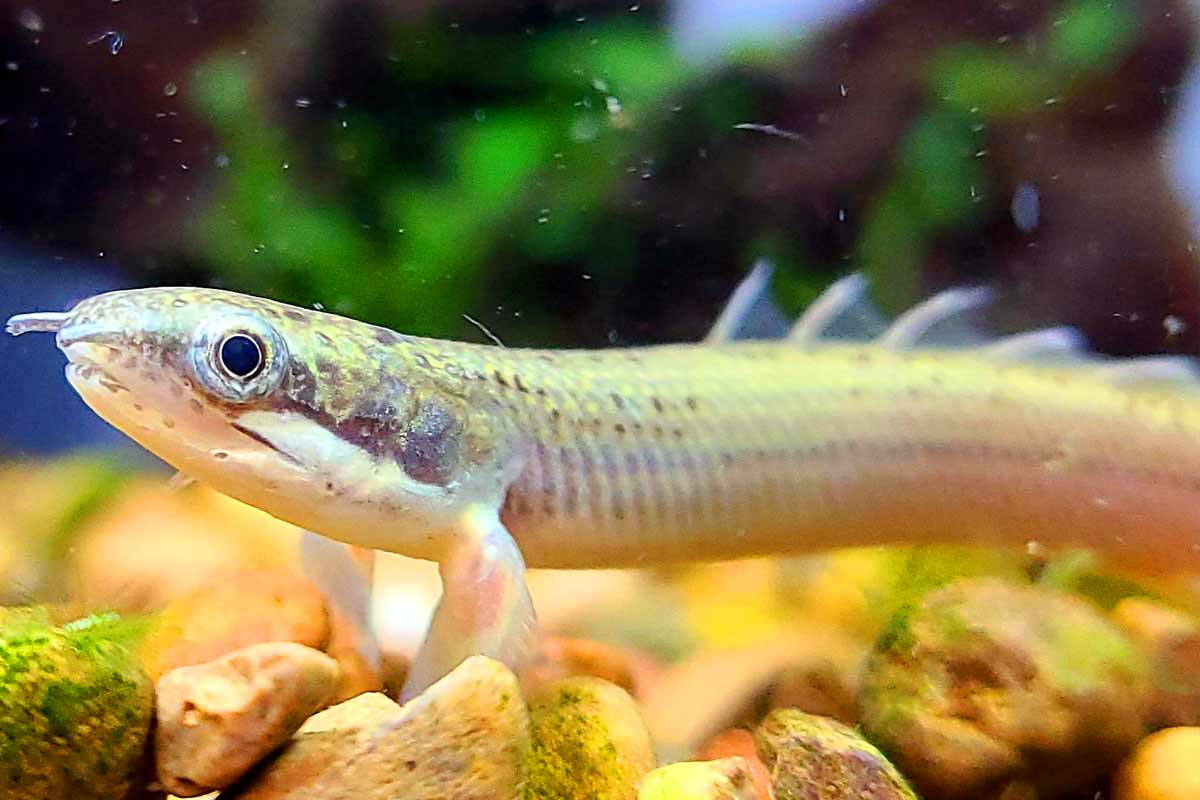 Senegal sales bichir care