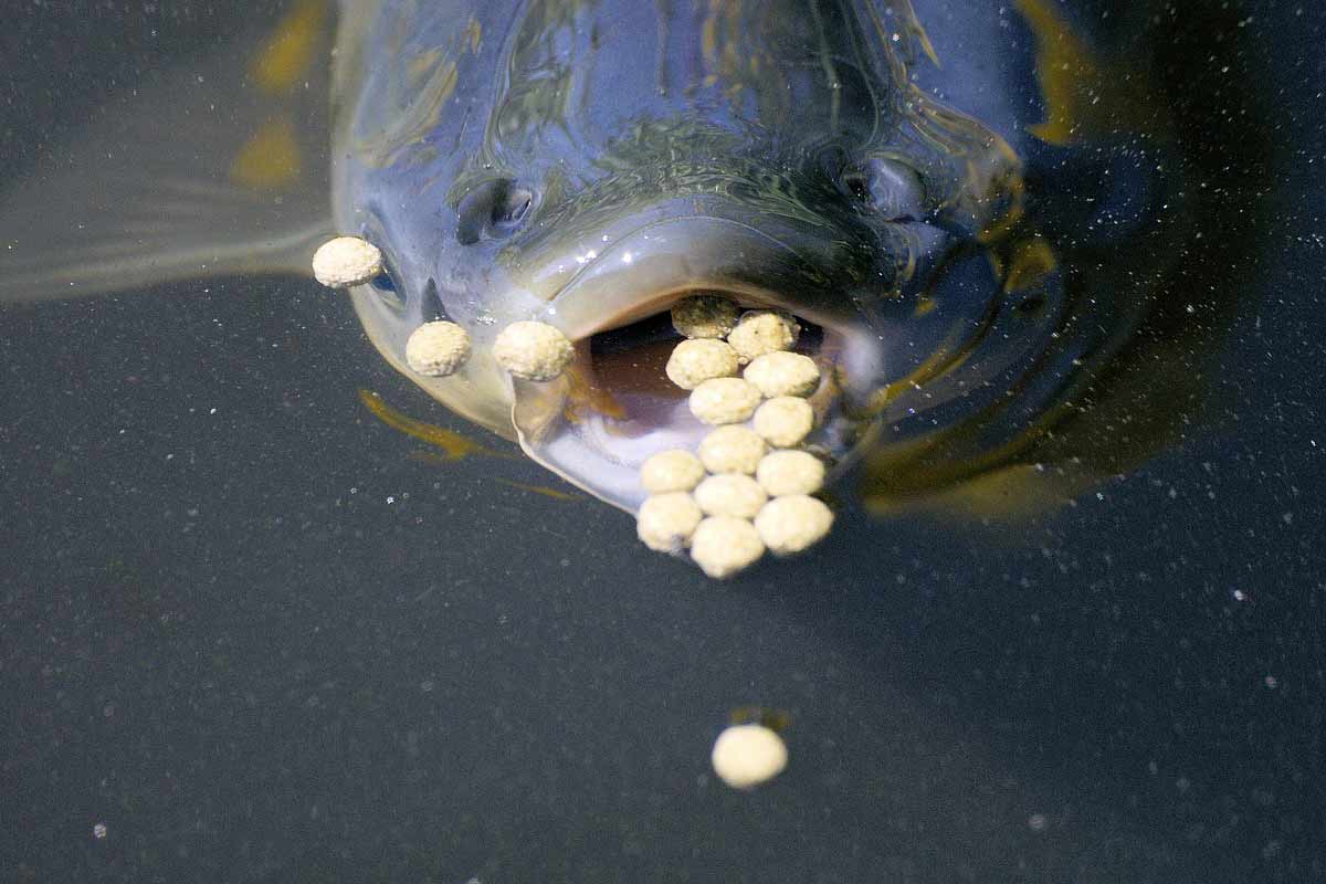 What Do Carp Eat What Bait is Best for Carp? 24 Facts SeaFish