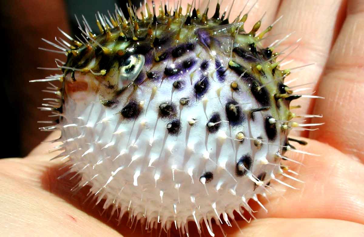 Are all Puffer (Fugu) Fish Poisonous to Touch or Eat? 30 Facts SeaFish
