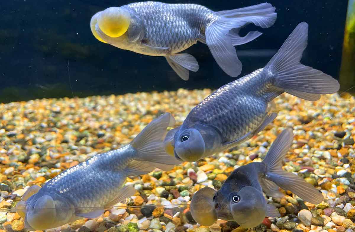 Bubble Goldfish Facts Profile, Traits, Eggs, Diet, Head, Care SeaFish