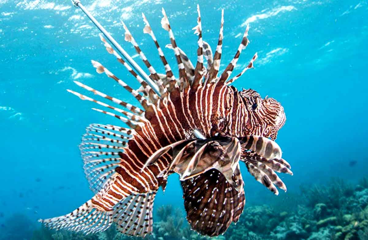 Lionfish Poison Facts Spines, Effects, String, Symptoms SeaFish