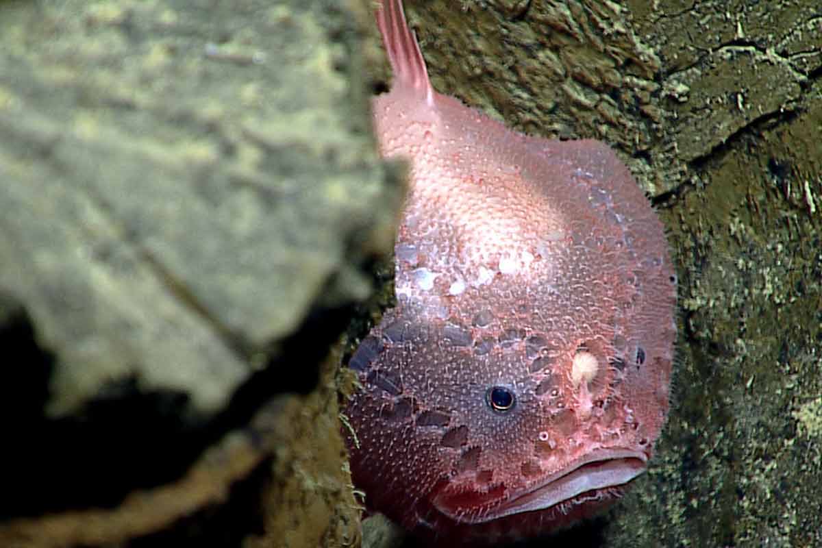 Angler Fish Reproduction: 34 Interesting, Fun Facts - SeaFish