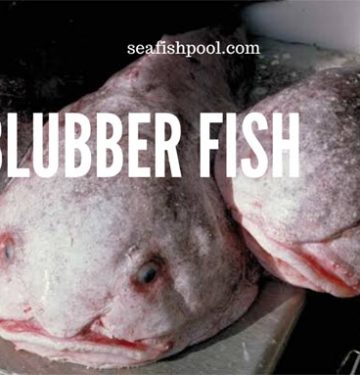 blubber fish