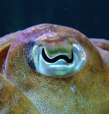 cuttlefish eye