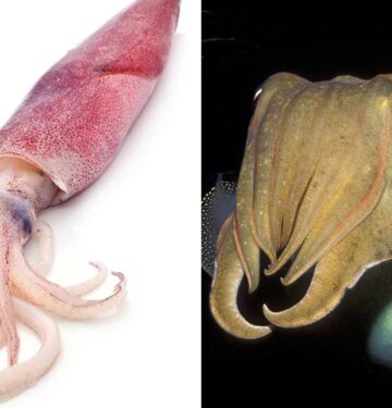 cuttlefish vs squid