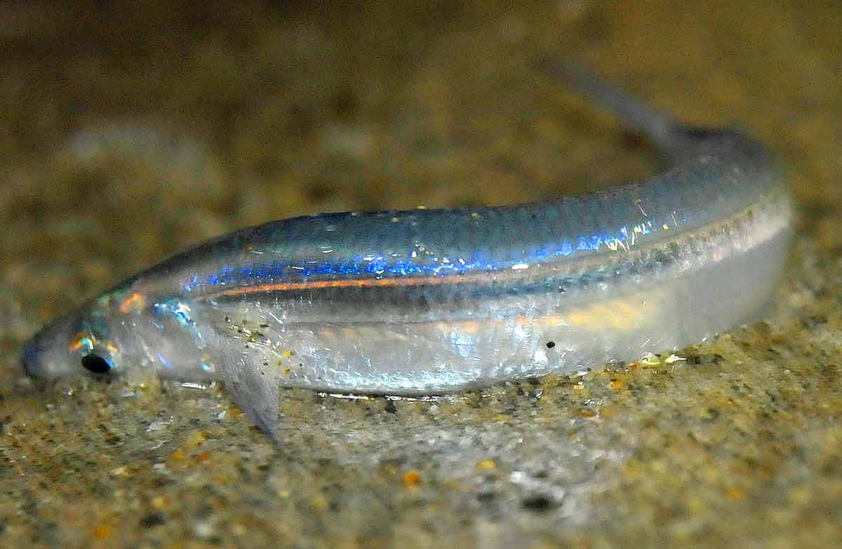 Grunion Fish Facts: Profile, Run, Traits, Range, Breeding - SeaFish