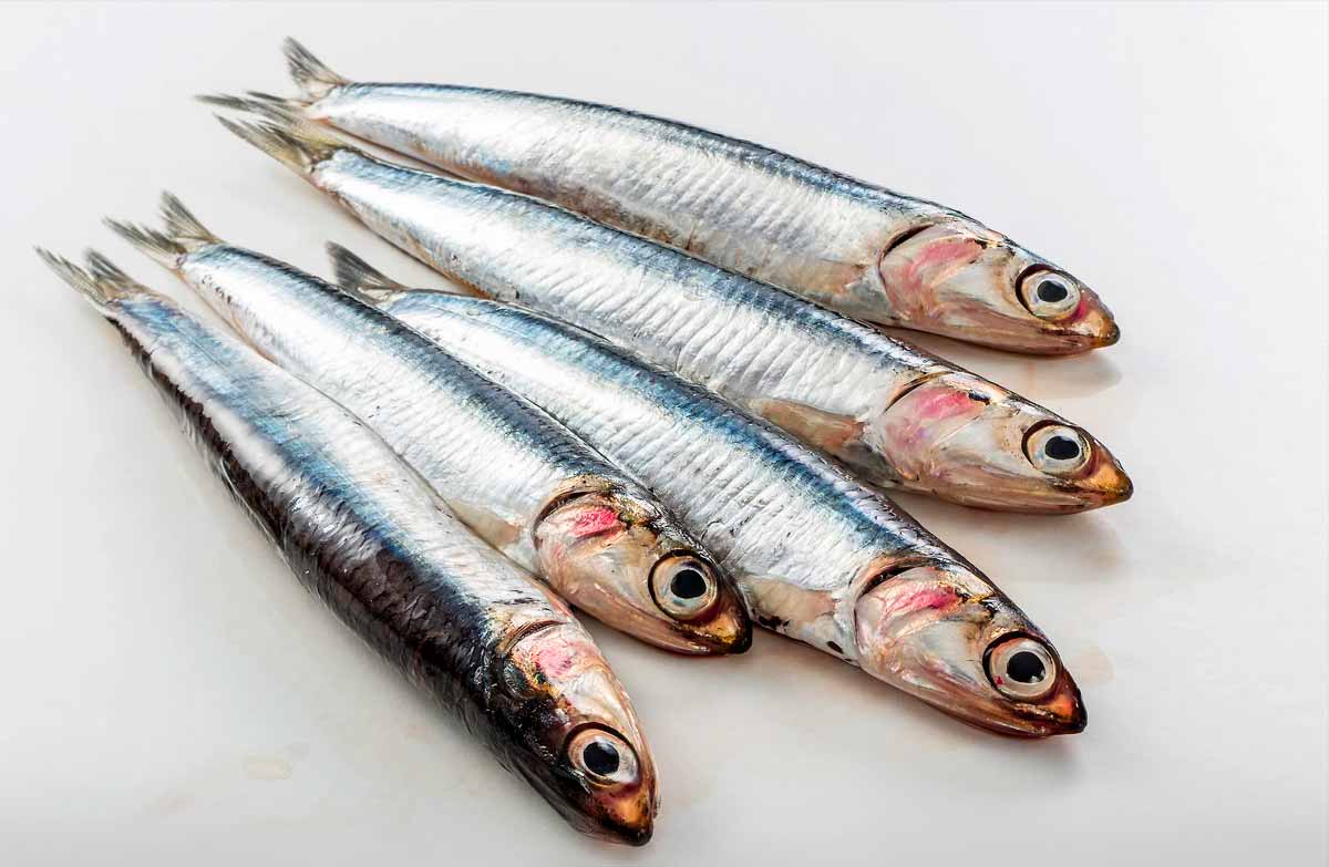 European Anchovy Facts Profile, Traits, Nutrition, Range SeaFish