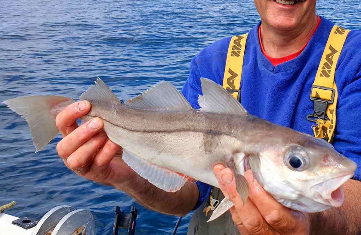 Haddock Fish Facts Profile, Traits, Range, Recipe, Catch, Lure SeaFish