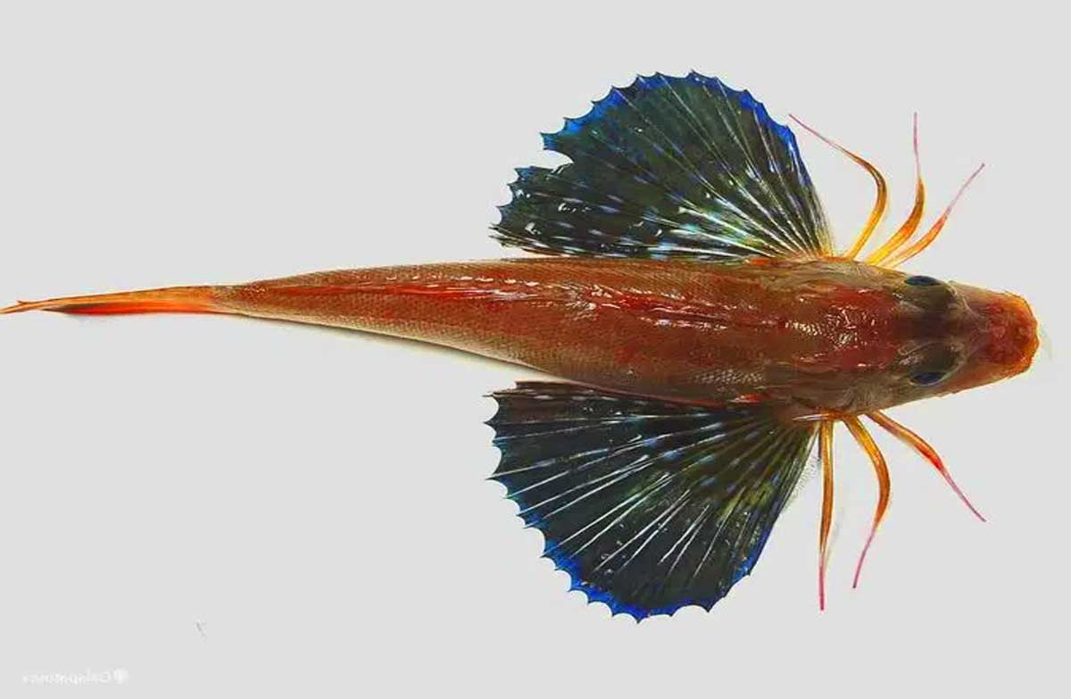Sea Robins Fish Facts Profile, Traits, Food, Description, Range SeaFish