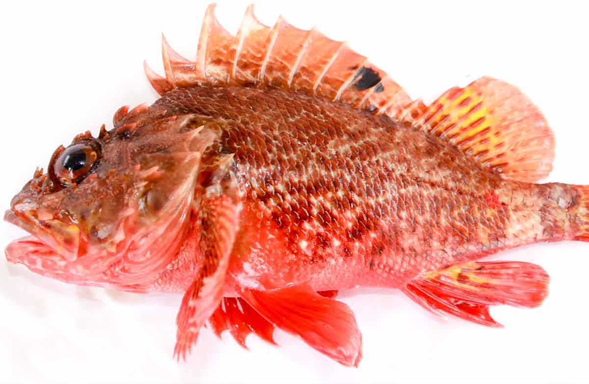 Rock Cod: Profile, Facts, Traits, Range, Diet, Size, Prey, Catch - SeaFish