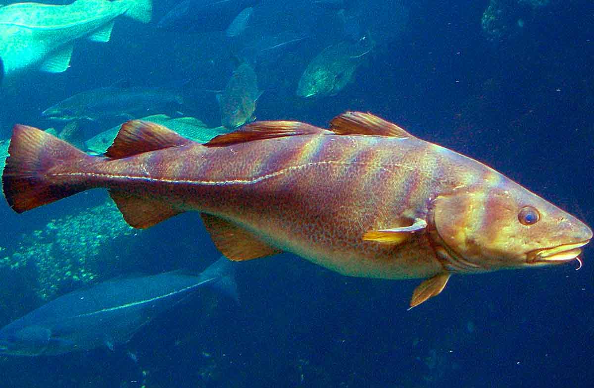 Cod Fish Facts Where are Cod fish found? SeaFish