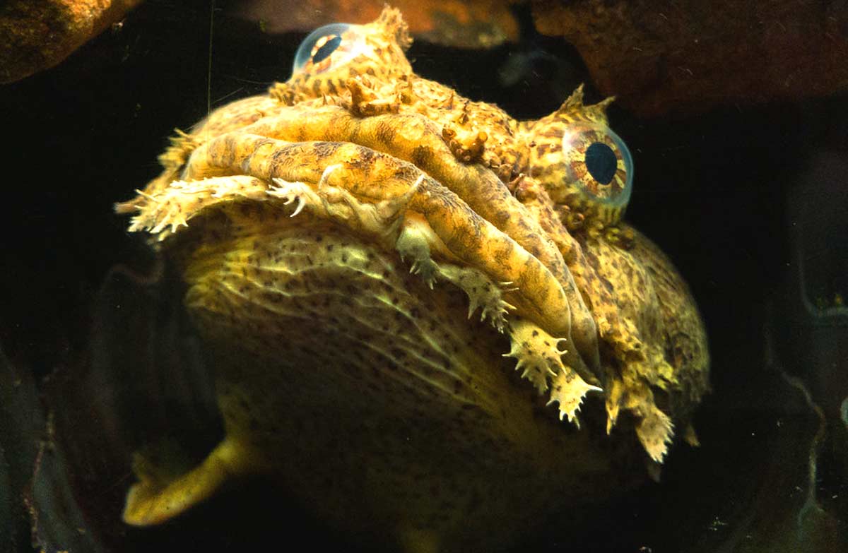 Oyster Toadfish Profile, Traits, Facts, Ecology, Range, Diet SeaFish