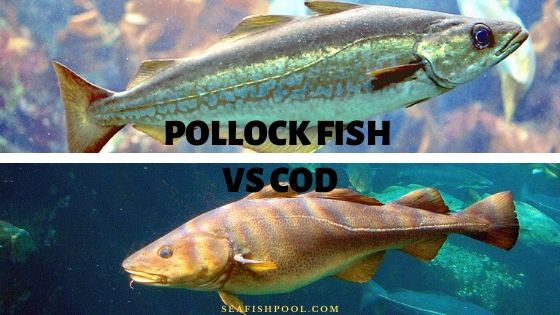 pollock fish vs cod