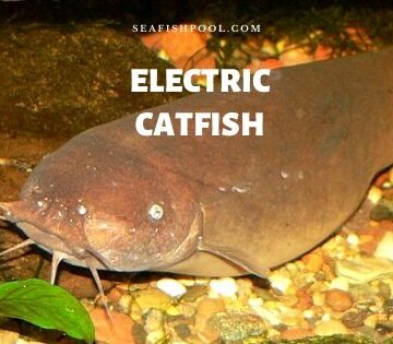 Electric catfish
