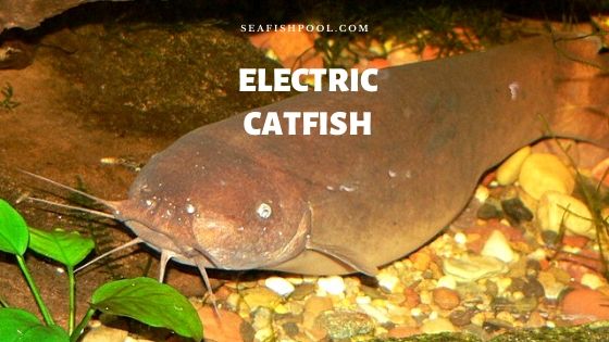 Electric Catfish For Sale