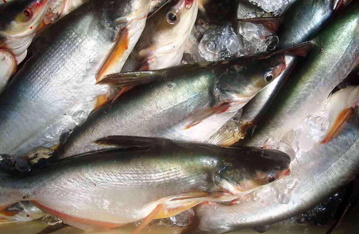 Pangasius Fish: Profile, Size, Range, Traits, Growth, Facts - SeaFish