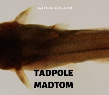 Tadpole madtom