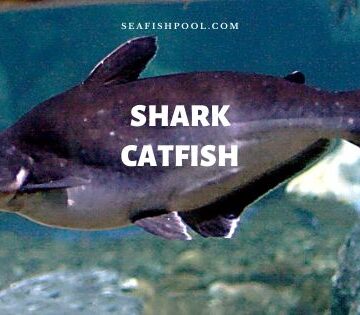If you cannot get a shark to hit any primo baits, try . Catfish Archives - SeaFish
