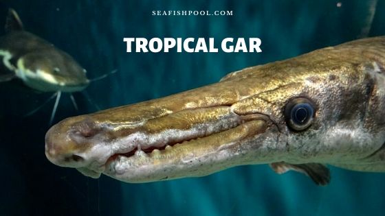 tropical gar fish