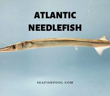 atlantic needlefish