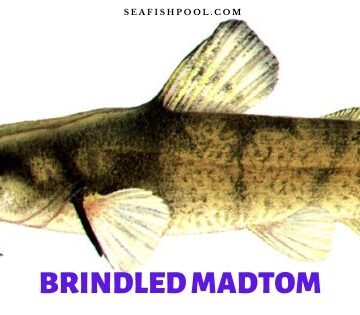 brindled madtom