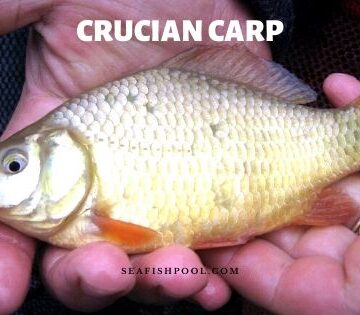 crucian carp