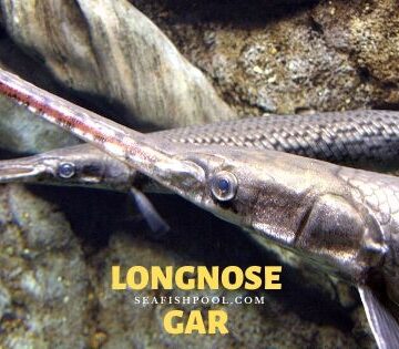 longnose gar