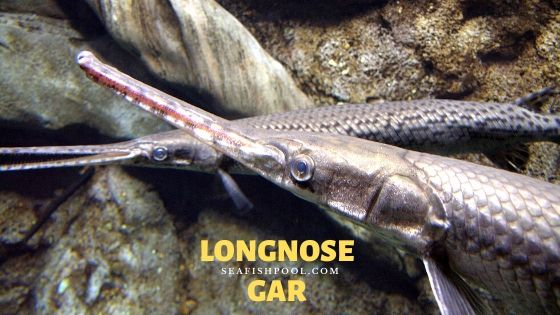 Longnose Gar Needlenose Gar Longnose Garpike Billy Gar Seafish Longnose Gar Needlenose Gar Longnose Garpike Billy Gar Seafish
