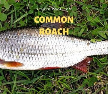 Common roach