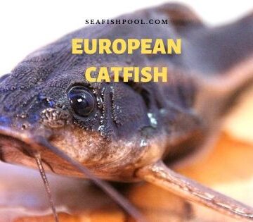 European catfish