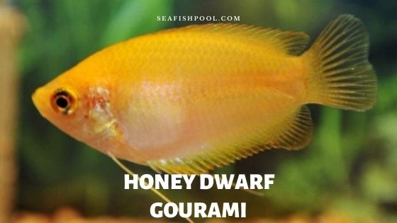 honey fish aquarium