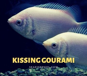 kissing gourami