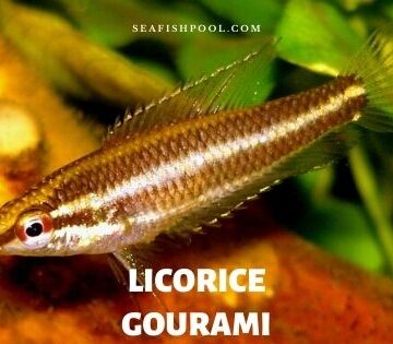 licorice gourami