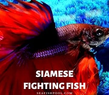 Siamese Fighting Fish