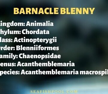 barnacle blenny