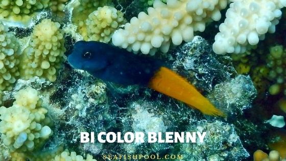 bicolor blenny care
