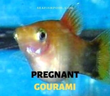 pregnant gourami