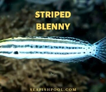 striped blenny