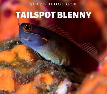 tailspot blenny tail spot blenny tailspot blenny care tailspot blenny diet tail spotted blenny tailspot