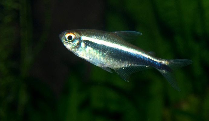 neon tetra size neon tetra size