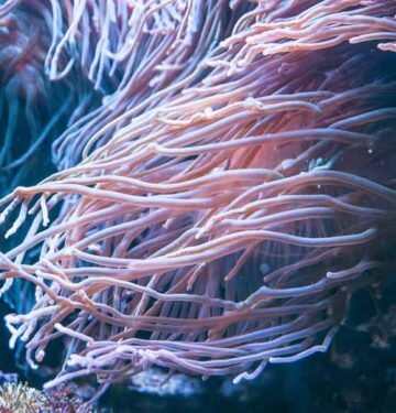 forktail blenny