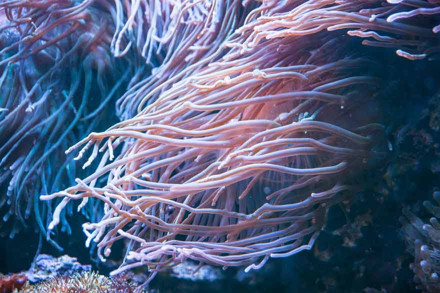 Forktail Blenny - Profile | Facts | Venom | Care | Biota - SeaFish