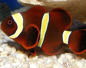 gold stripe maroon clownfish