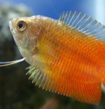 honey gourami care