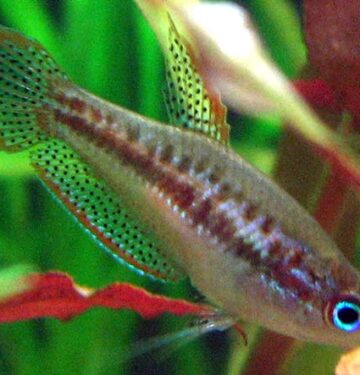 pygmy gourami