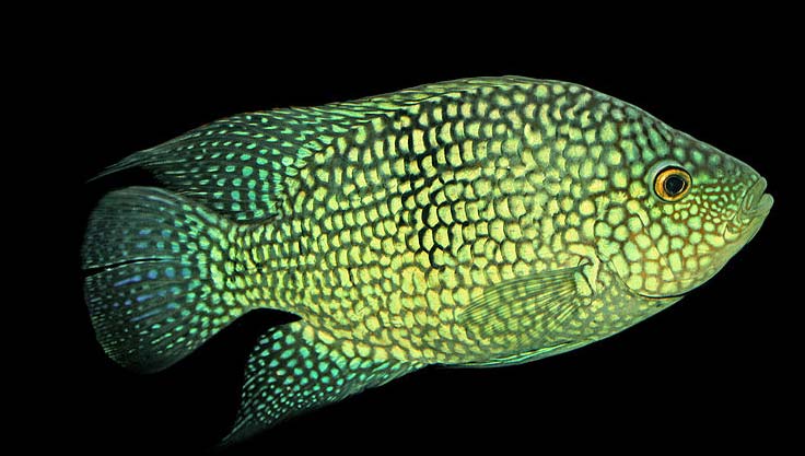 Texas Cichlid Care Tank Mates Breeding Size Temperature Seafish