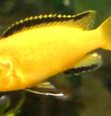 yellow lab cichlid female yellow lab cichlid electric yellows yellow labidochromis